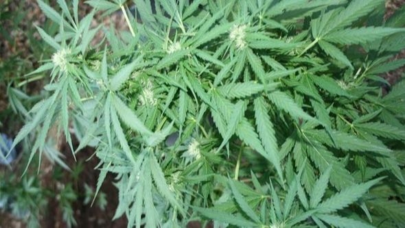 Crna Gora: Legalizacija kanabisa u medicinske svrhe prilika za ekonomski rast