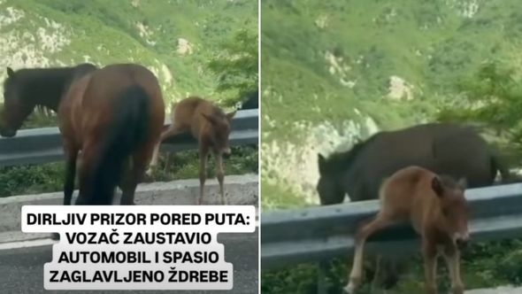 Video / Herojski potez na putu u Crnoj Gori: Muškarac spasio zaglavljeno ždrijebe
