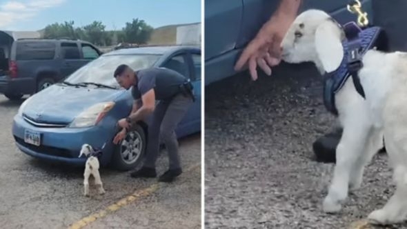 Upoznajte najslađeg policajca na svijetu
