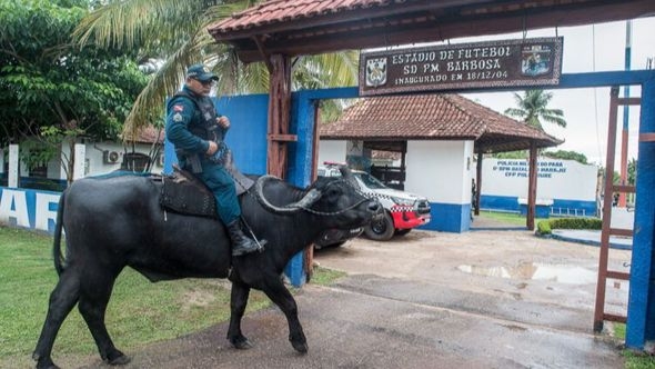 Na ovom brazilskom otoku policija patrolira bivolima