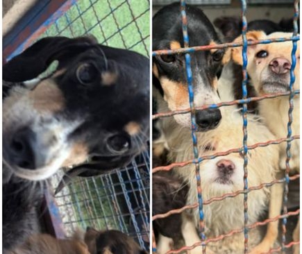 Poginuo u saobraćajnoj nesreći, u kući mu pronašli više od 30 mrtvih pasa u frižiderima