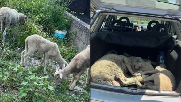 Policija na Kosovu zaustavila automobil: U gepeku pronašli ukradenu jagnjad