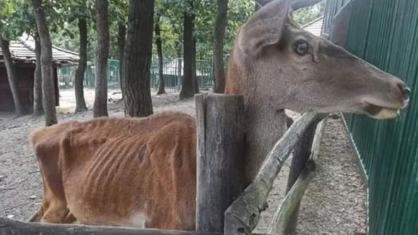 Fotografija jelena kojem se vide rebra obišla društvene mreže: "Tuga i sramota u Boru"