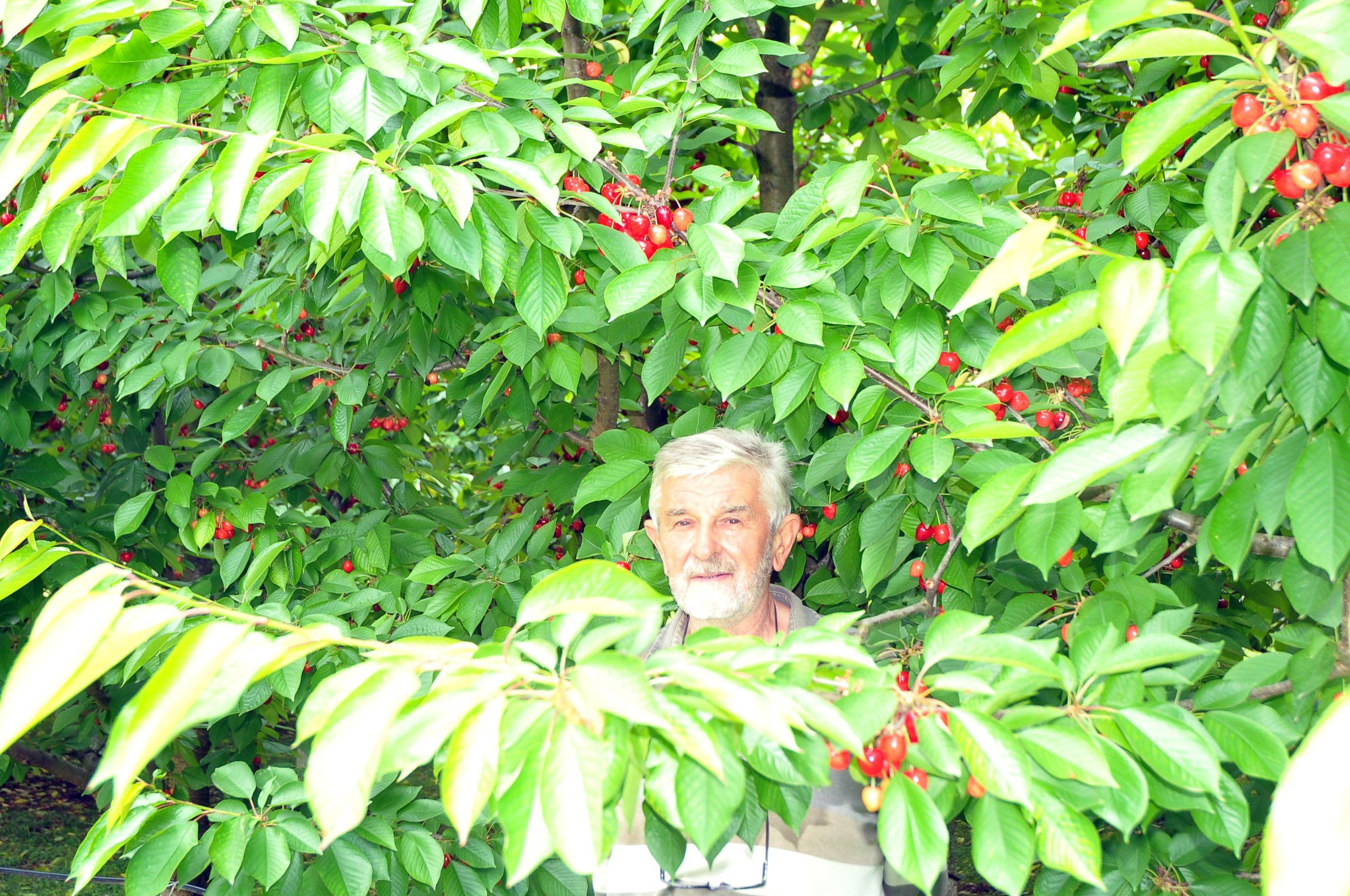 Lazić ima oko 500 sadnica voća - Avaz