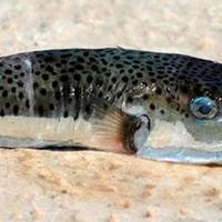 Smrtonosna riba s otrovom 1.200 puta jačim od cijanida uhvaćena u Jadranu