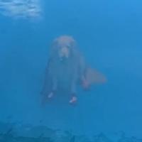 Kako je moguće: Snimak psa koji sjedi na dnu bazena zbunio milione ljudi