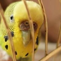 Ptice kućni ljubimci mogu doživjeti srčani udar: Ovo su simptomi