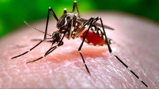 Komaraca koji prenose denga groznicu ima i u BiH