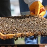 Klimatske promjene prijetnja pčelarstvu u Grčkoj
